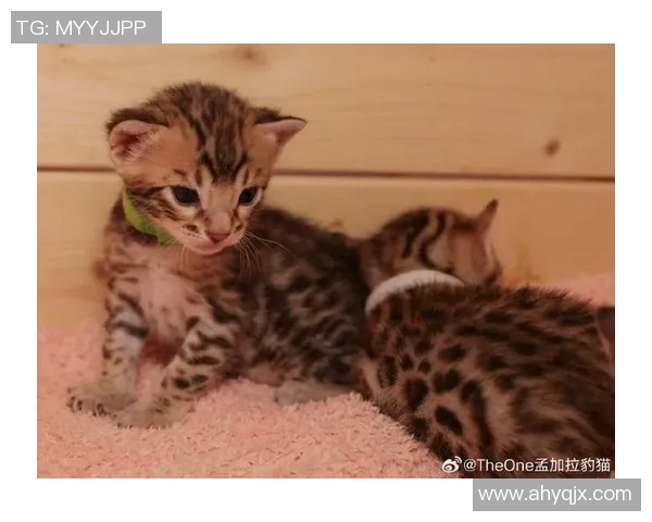 足球明星猫舍真实图片展现萌宠与运动员的温馨生活